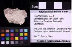 Foto (Objekt + Etiketten) von Galatheithes zitteli (von Meyer, 1851) (NHMW-GEO-1990-0041-0540)